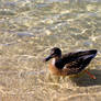 Swimming on Clear Waters pt1