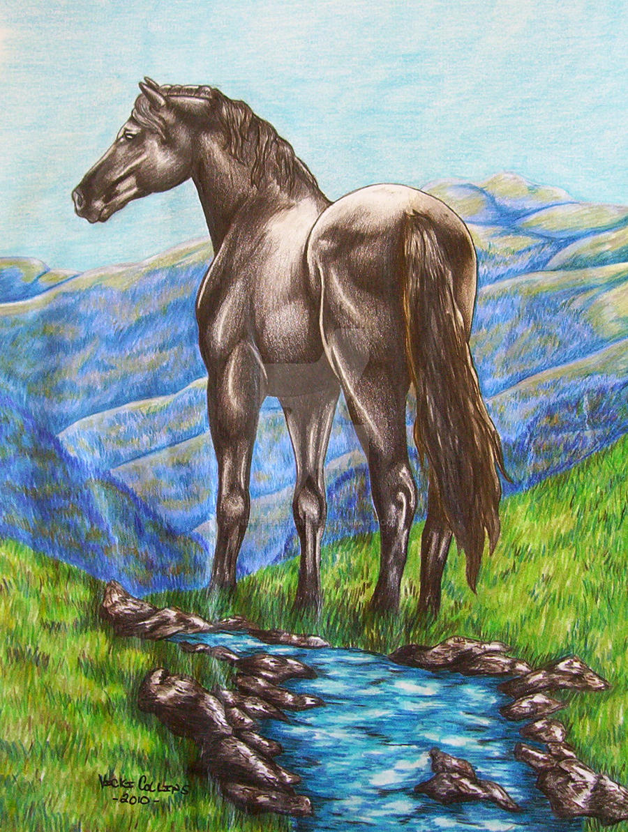 Black Stallion on the Hill