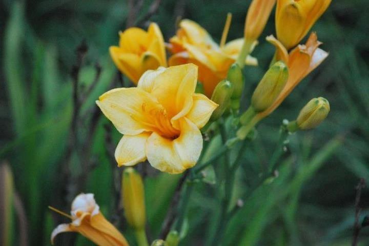 Moms Flowers