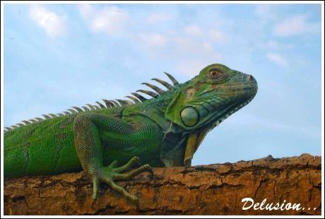 Iguana-2