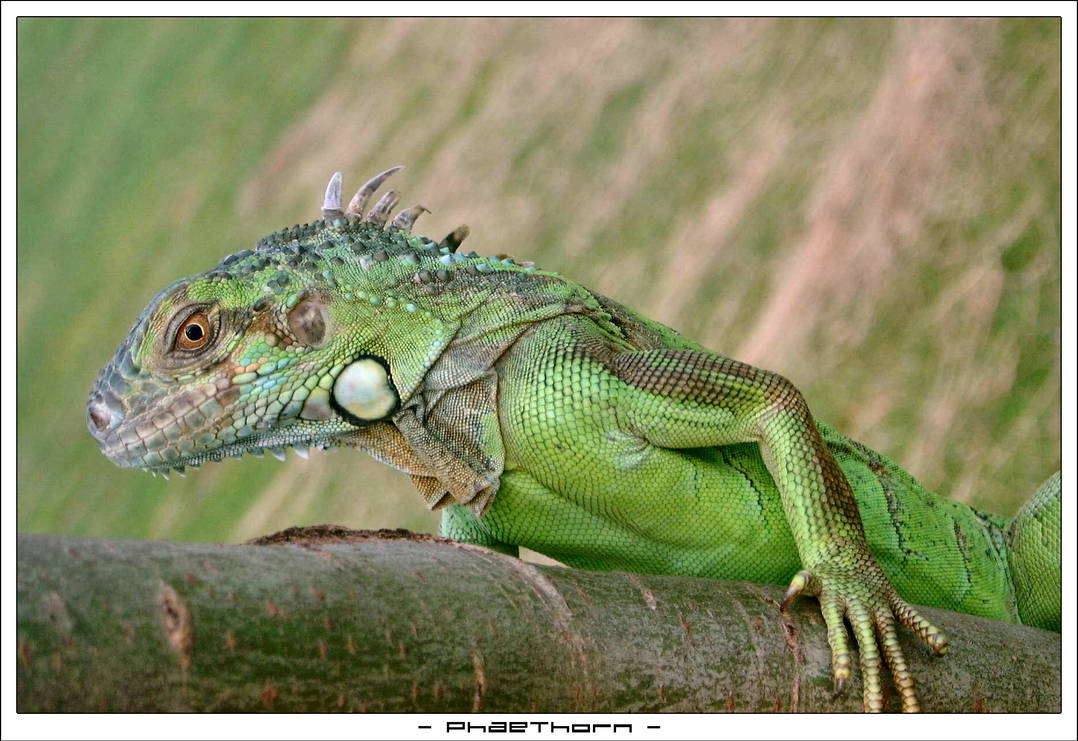 My iguana 3 by phaethorn on DeviantArt My iguana 3 by phaethorn on DeviantArt