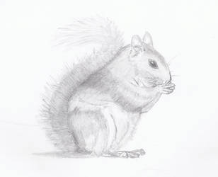 Squirrel Sketch