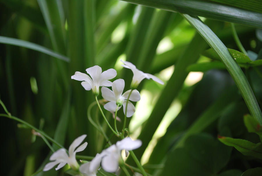 Unknown White Flowers