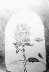 Beauty and Beast Rose