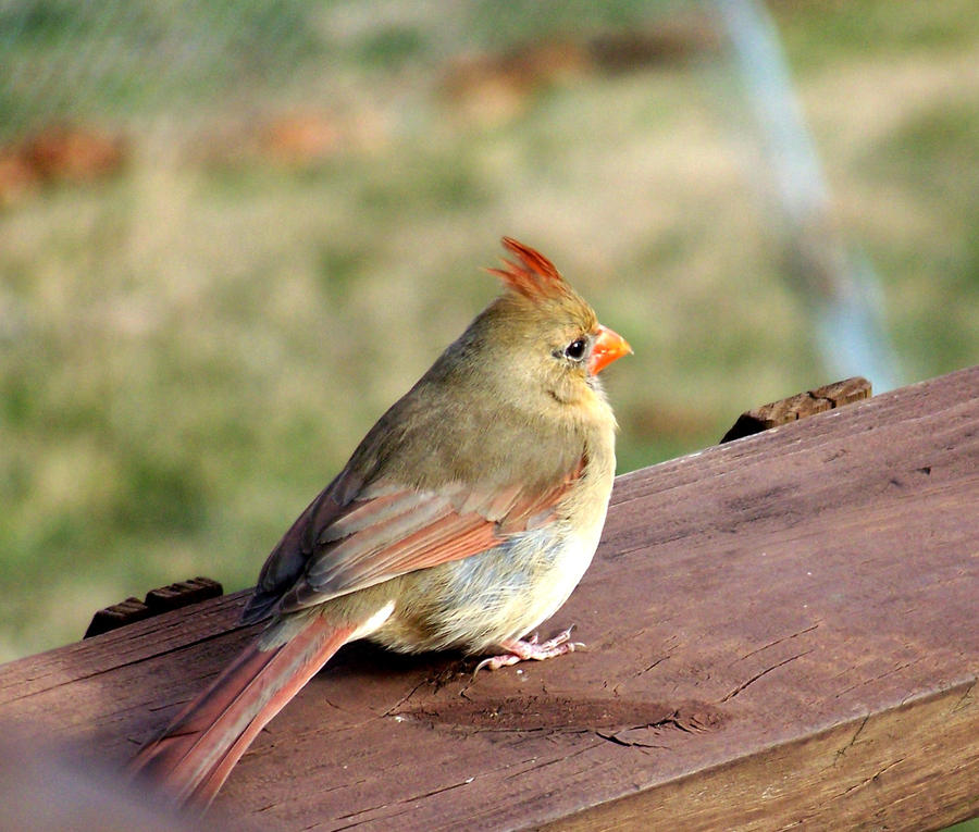 Female Cardinal 101_1951