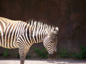 Zebra 111_1540