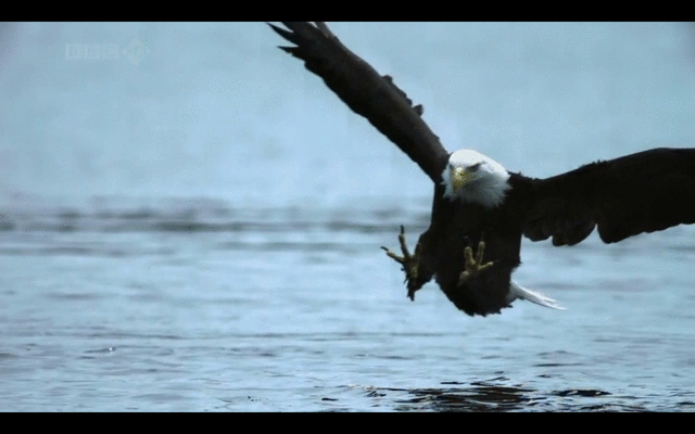 Eagle by RejectedBot on DeviantArt Eagle by RejectedBot on DeviantArt