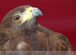 Hope the harris hawk by Jassylaw