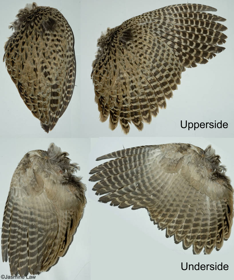 Pheasant Wing Pattern Pheasant Wing Reference by Jassylaw on DeviantArt