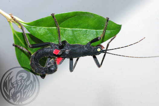 Black Beauty Stick Insect