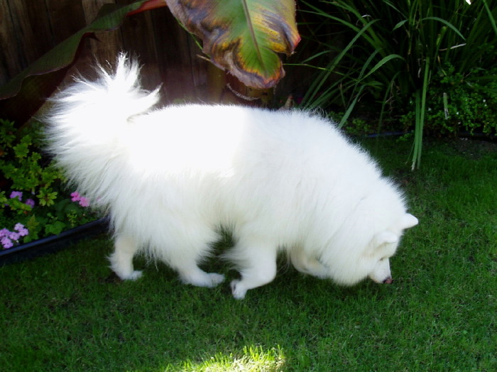 Samoyed Sniff