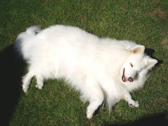 Samoyed Lay