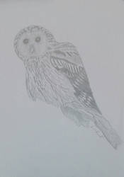 Ural owl