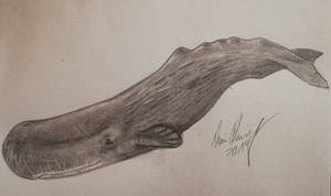 Sperm whale: Moby Dick