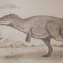 Acrocanthosaurus: High Spined Allosauroid