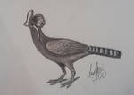 The Giant Crested Curassow
