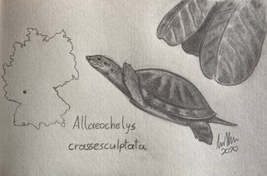 Allaeochelys: THAT Messel Turtle