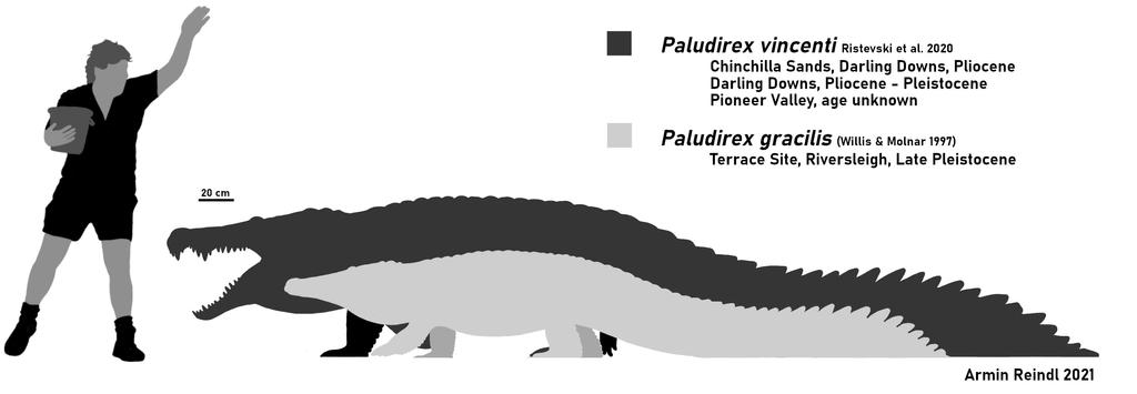 Paludirex: The Swamp Kings of Australia