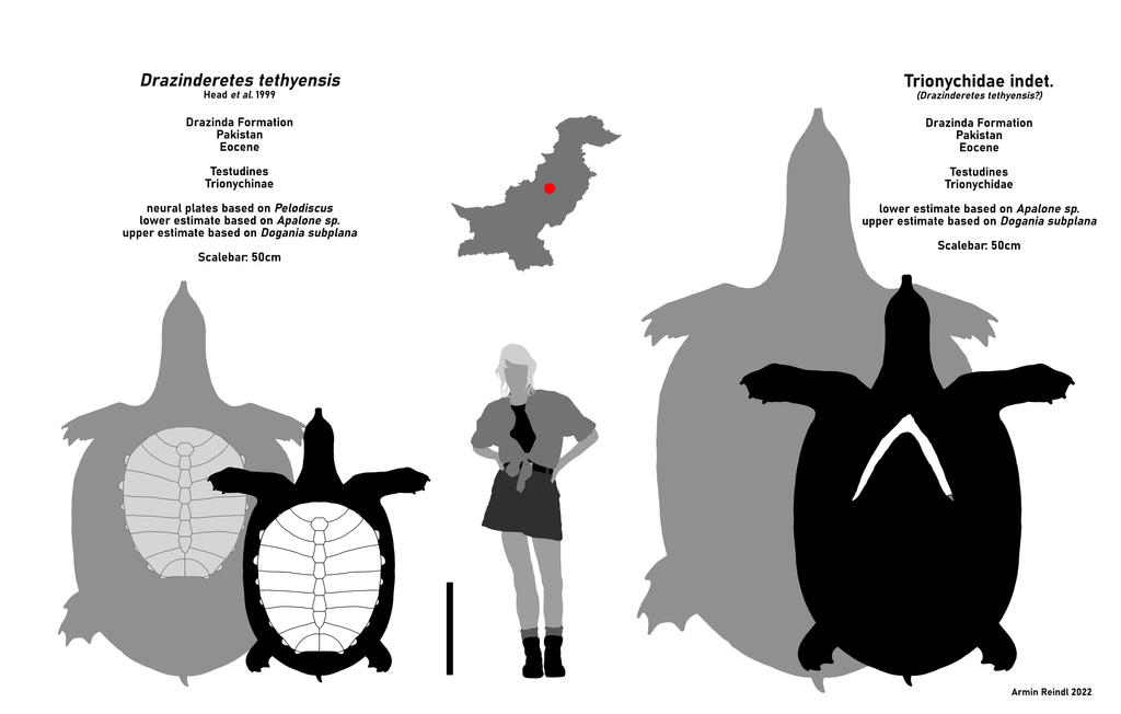 Deviantart Softshell Turtle The Giant Softshell Turtles of Pakistan by ArminReindl on DeviantArt