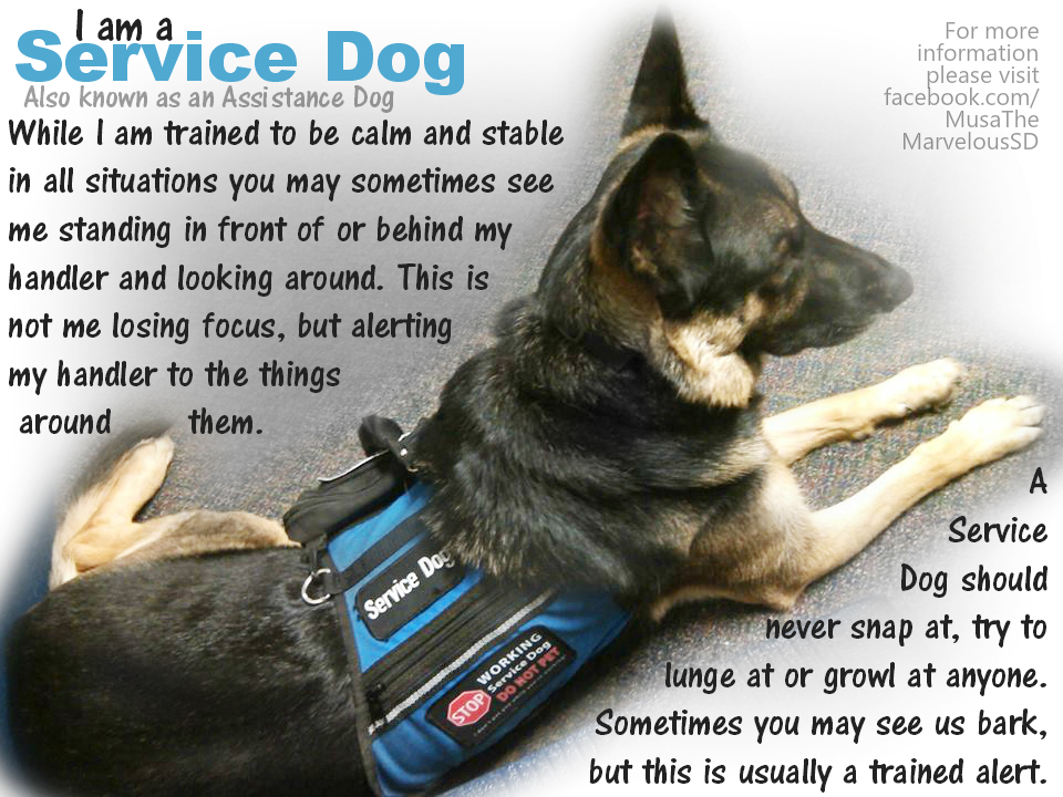 Service Dog Educational Poster