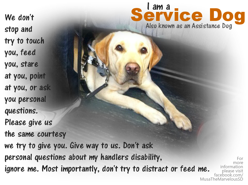 Dodger the Service Dog Educational Poster