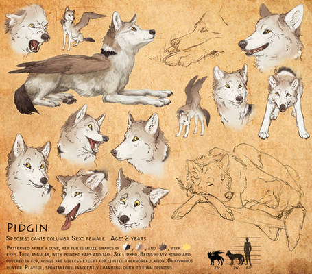 Reference Sheet: Pidgin