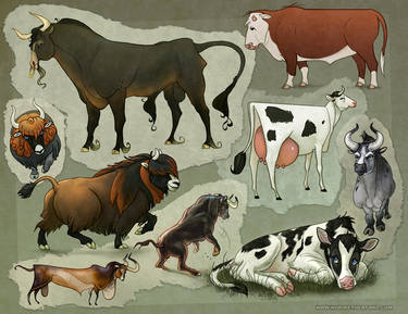 Character Design: Cattle