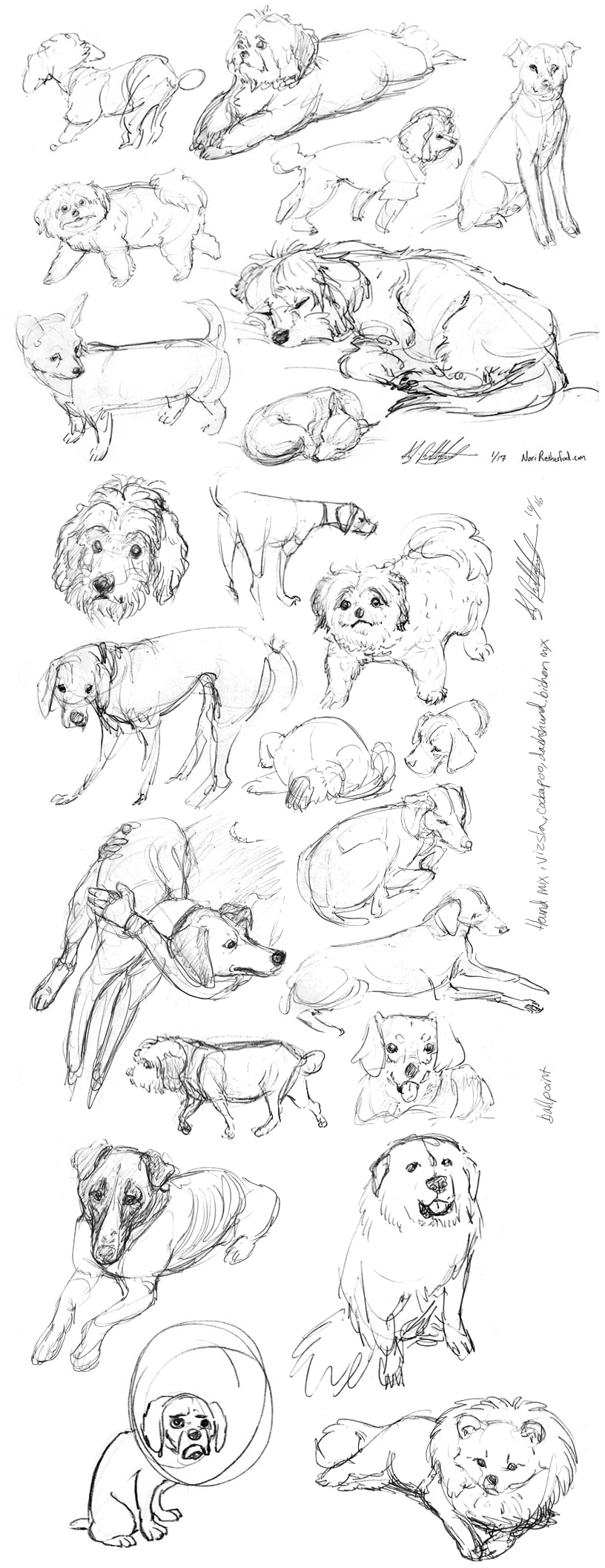 Life Drawing: Dogs!