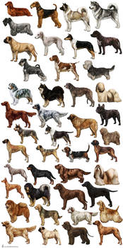 Dog Breed Illustrations