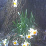 White Daffodils