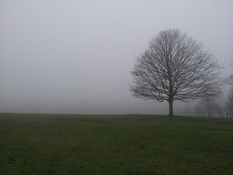 Wollaton Park foggy