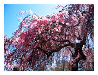 Cherry Blossoms.