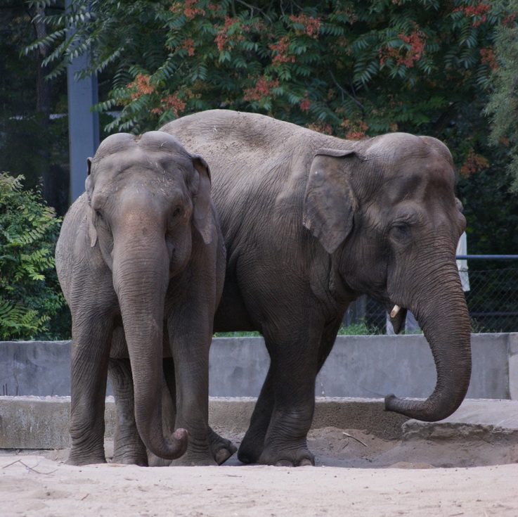 elephants