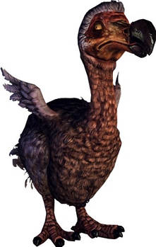Dodo