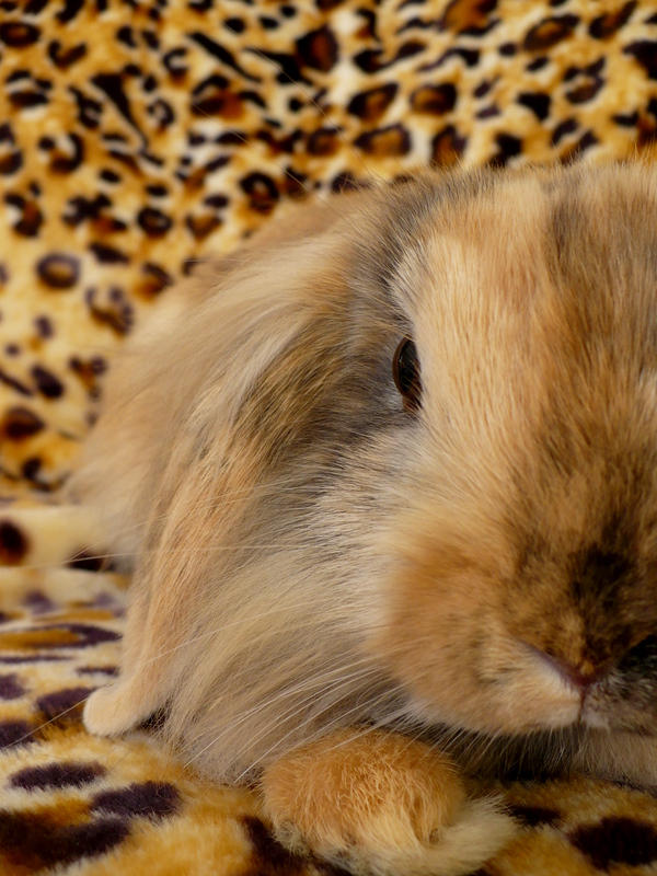 Beautiful Rabbit by badgerschairleg on DeviantArt