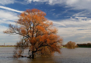 Rhine Flood