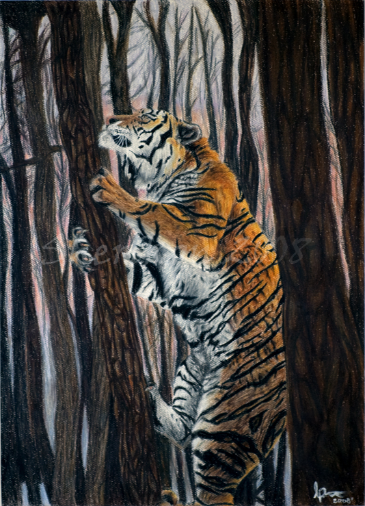 Tiger Sketchbook Cover by hibbary on DeviantArt