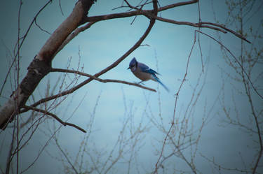 Majestic Canadian Blue Jay