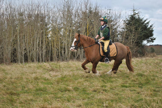 Horse Stock: Hunter Trials 7