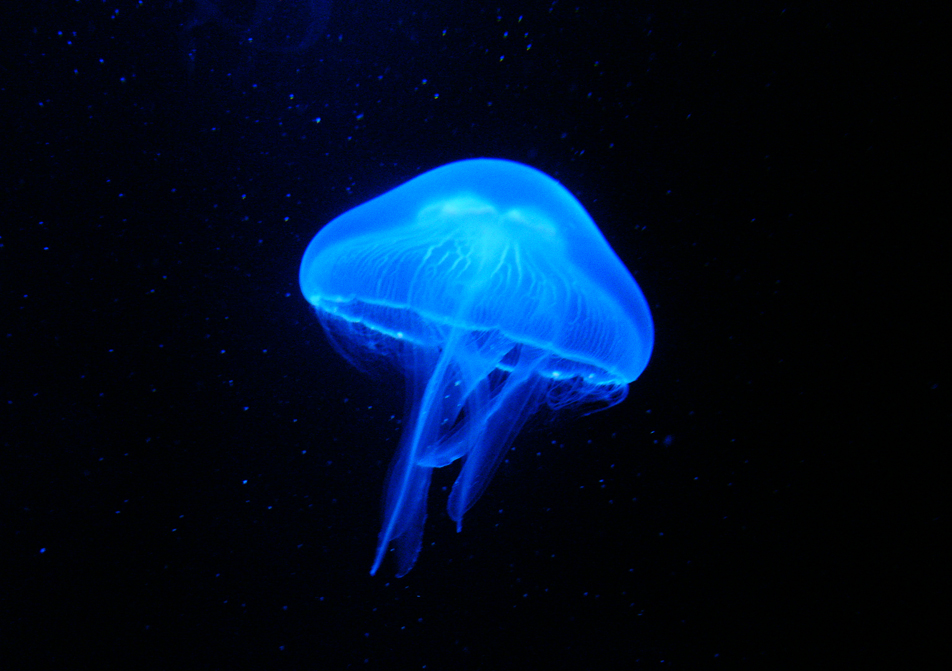 Jellyfish