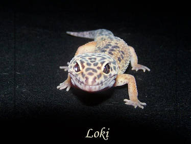 Loki