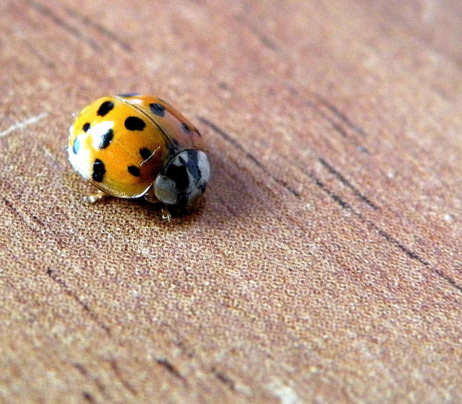 Ladybug