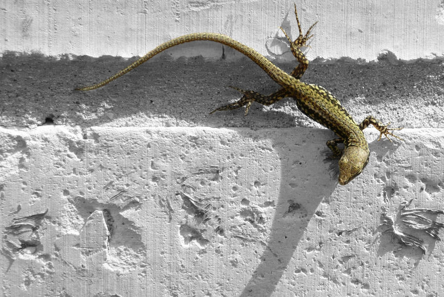 Lizard on the Wall