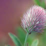 Trifolium arvense