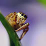 jumping spider