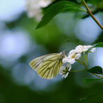 fragile by efeline