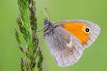 Coenonympha pamphilus by efeline