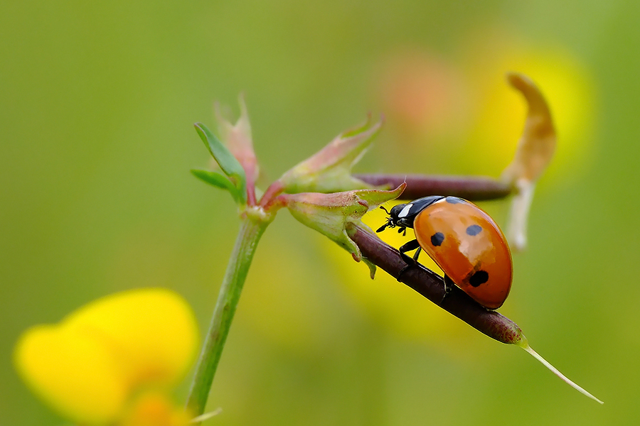 Coccinella