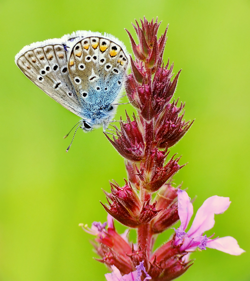 Common Blue