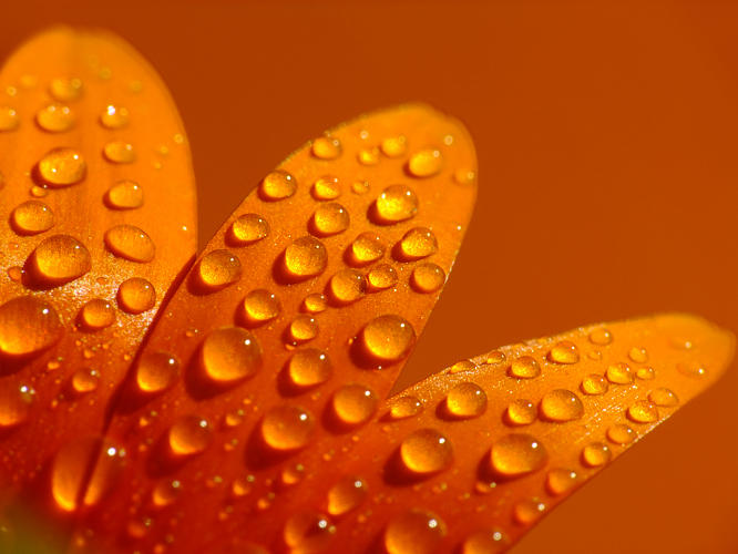 .:orange:. by efeline